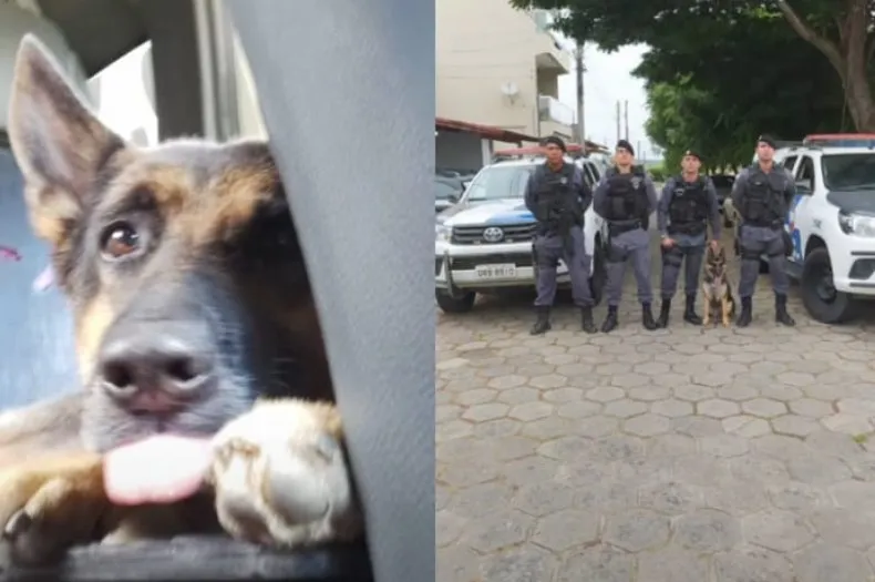 Morre a K9 Jade, cão policial responsável por grandes apreensões de drogas na área do 2º BPM
