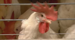 Gripe aviária: autoridades brasileiras descartam 3 novas suspeitas e investigam outras 4 — Foto: Reprodução/TV Globo
