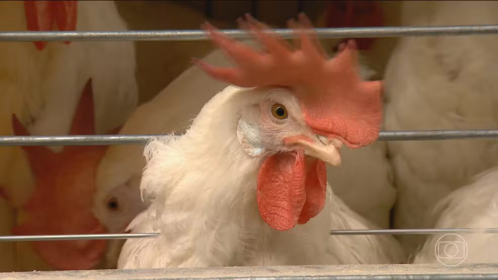 Gripe aviária: autoridades brasileiras descartam 3 novas suspeitas e investigam outras 4 — Foto: Reprodução/TV Globo