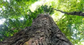 © Agência Pará/Divulgação